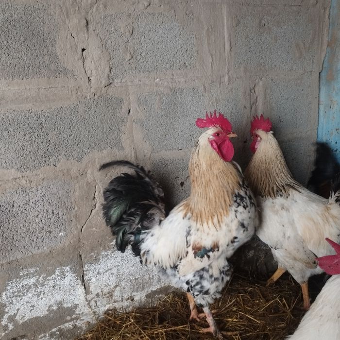 Продам куры домашние