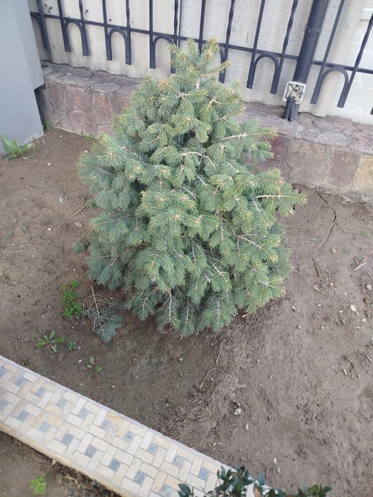 Продаются серебристоголубые ели прямо на ТКАД от