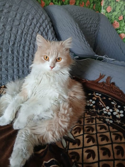 Потерялся кот в казкрае