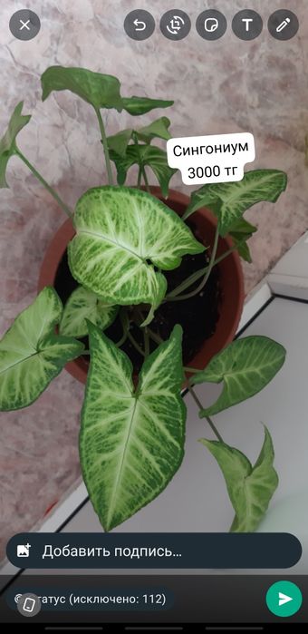 Үй гүлдері 2000 тг