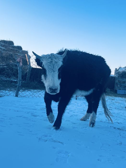 Туатын буаз сйыр сатылады
