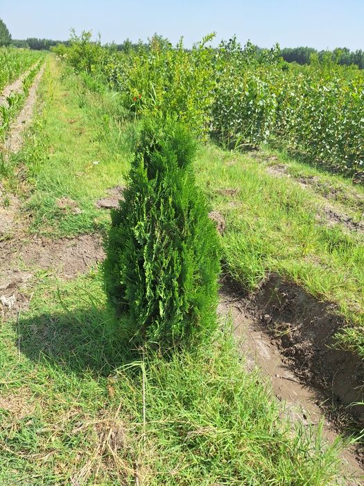 Туя книжный. Туя компактный