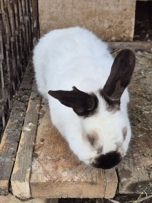 Кролик евро калиф