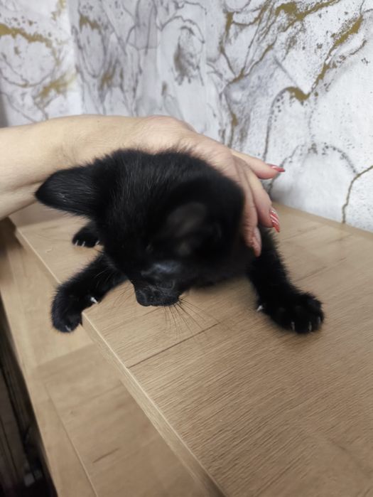 Отдам котенка(мальчик)