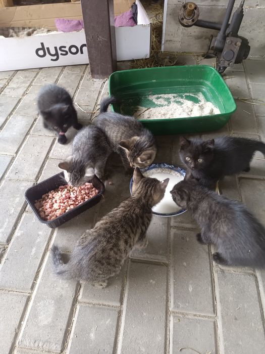 Отдадим котят в хорошие руки