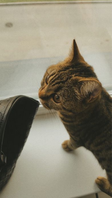 Отдам кошку в хорошие руки