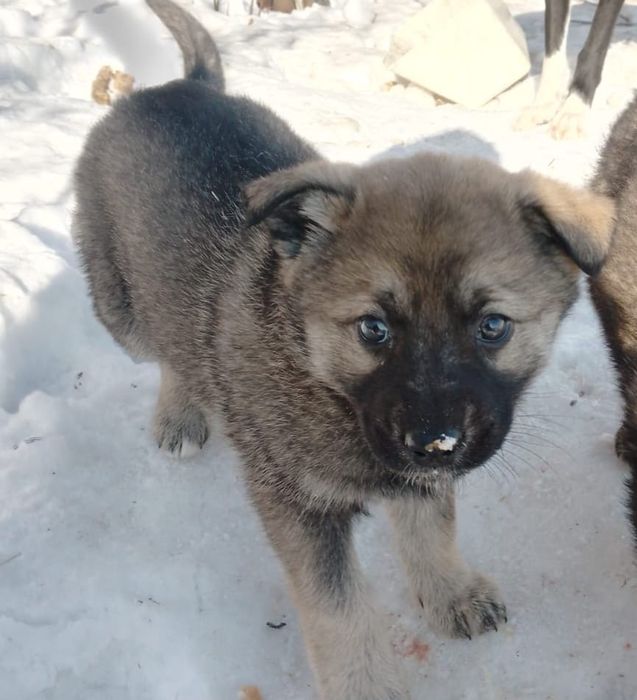 Отдам щенков дворняшки