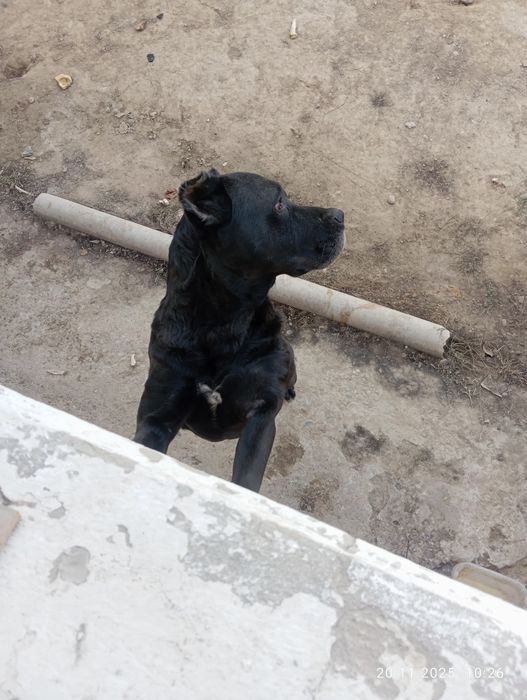 Собака каникорса