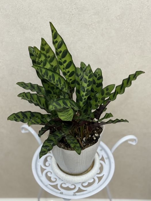 Калатея Лансифолия