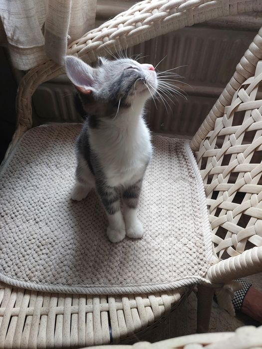 Отдам котенка в добрые руки