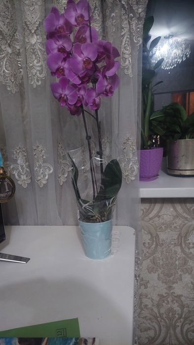 «Королевская Орхидея Аметист"