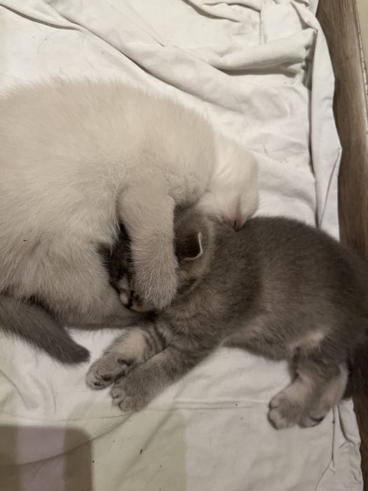 Британские котята