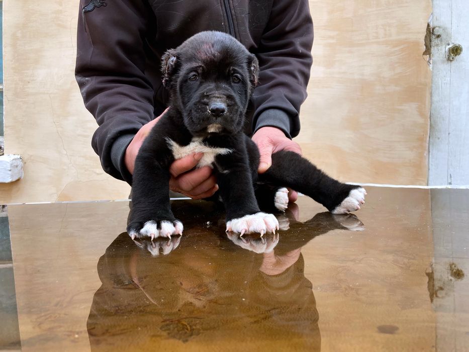 Щенок Алабая ( Туркменский ) чистокровный