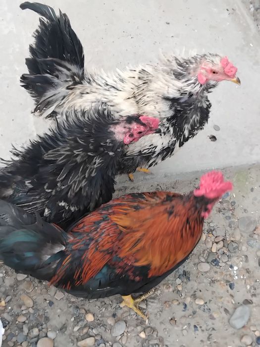 xuruschalar sotiladi