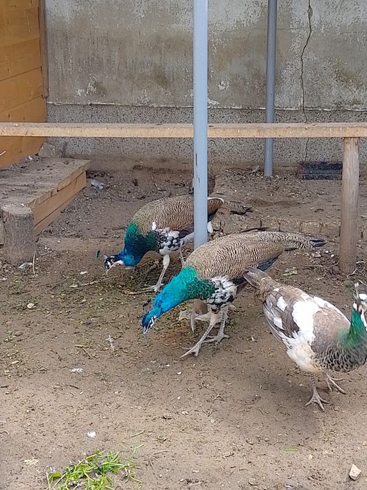 Пауни мъжки и женски