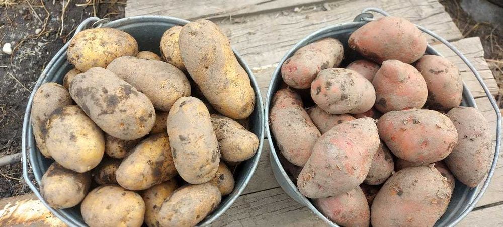 Картофель домашний