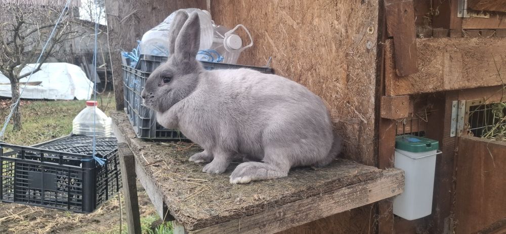 Iepuri secuiesti si metisi