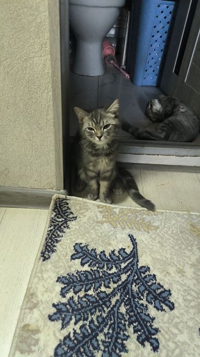 Катенок скотиш  страйт