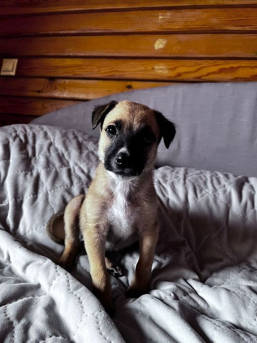 Бельгийский овчарка