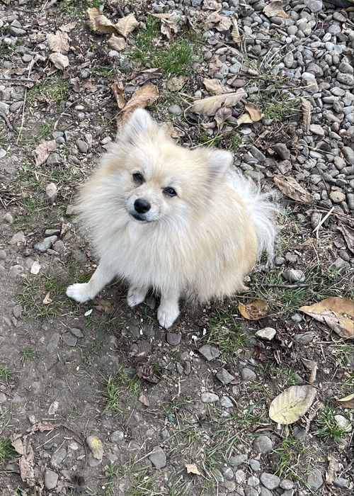 Pomeranian excepsional mascul 1 ani