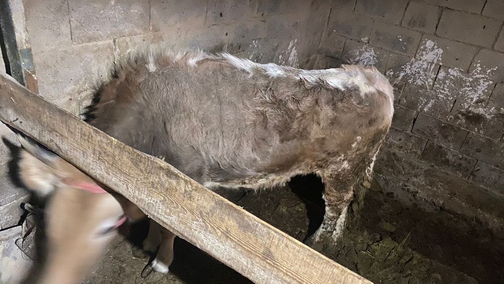 Сиырлар 2,5жасар