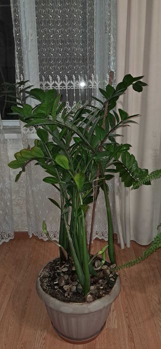 продам комнатные цветы