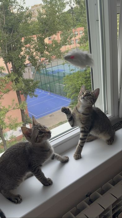 2 motanei tigrati spre adoptie - 3 luni