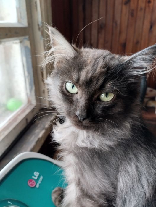 Котят в добрые руки