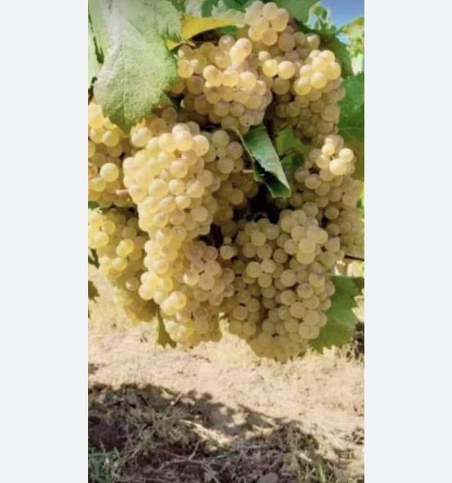 Struguri de vin  transpori in toata tara