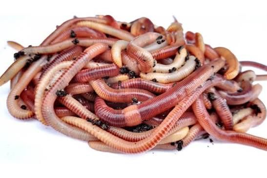 Черви для рыбалки