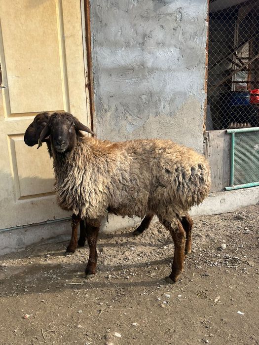 Тоқты қошқар сатылады