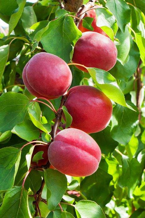 Гилос, Шафтоли, Ўрик, Нок