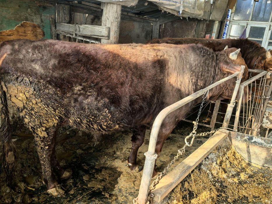 Букалар сотилади