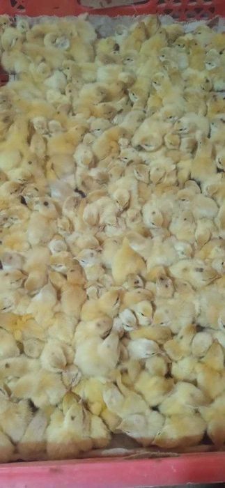 Bedana jojasiga zakaz olamiz  BELI GIGANT paroda