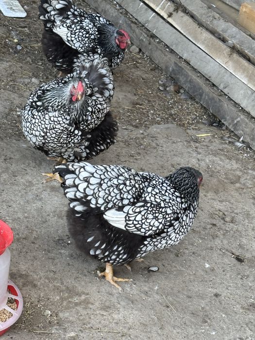 Oua pentru incubat disponibile