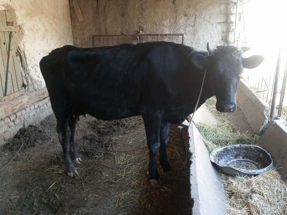 Sigir ona bola sotiladi 21 mln yana kelishamiz