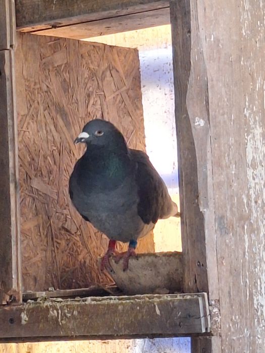 Vând porumbei voiajori și cocoși pitica