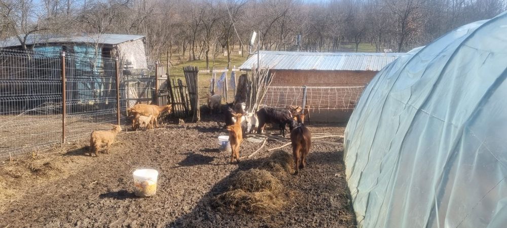 Capre și oi de vanzare