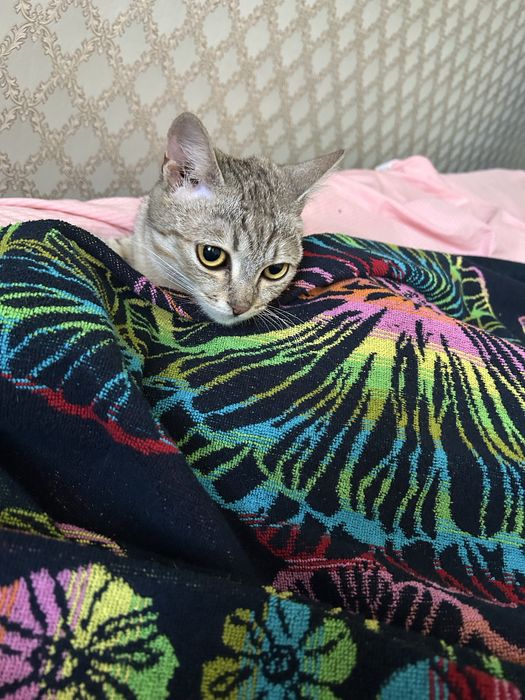 Кошки в хорошие руки