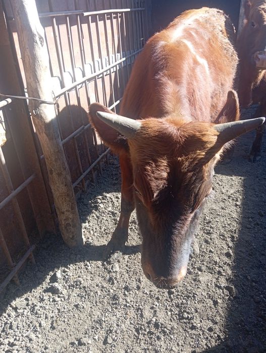 Продам бычка возраст 1,2 год