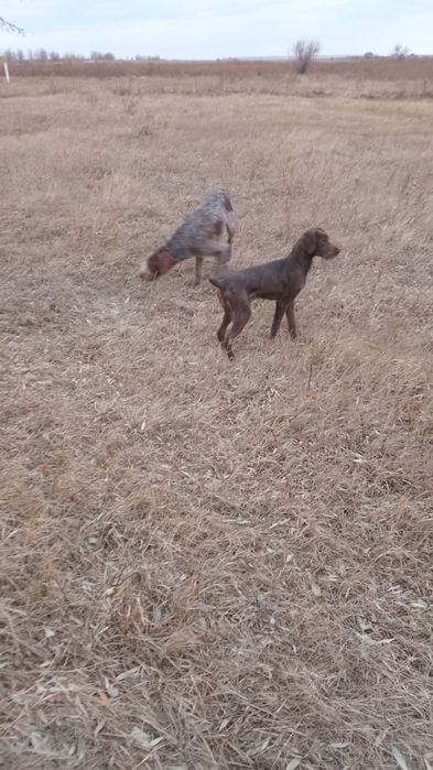 Продаётся сучка щенок