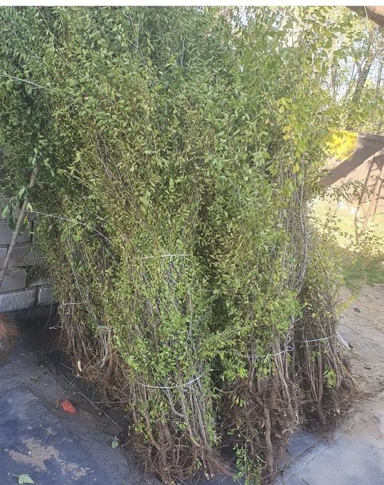 Карагач вяз живая изгородь