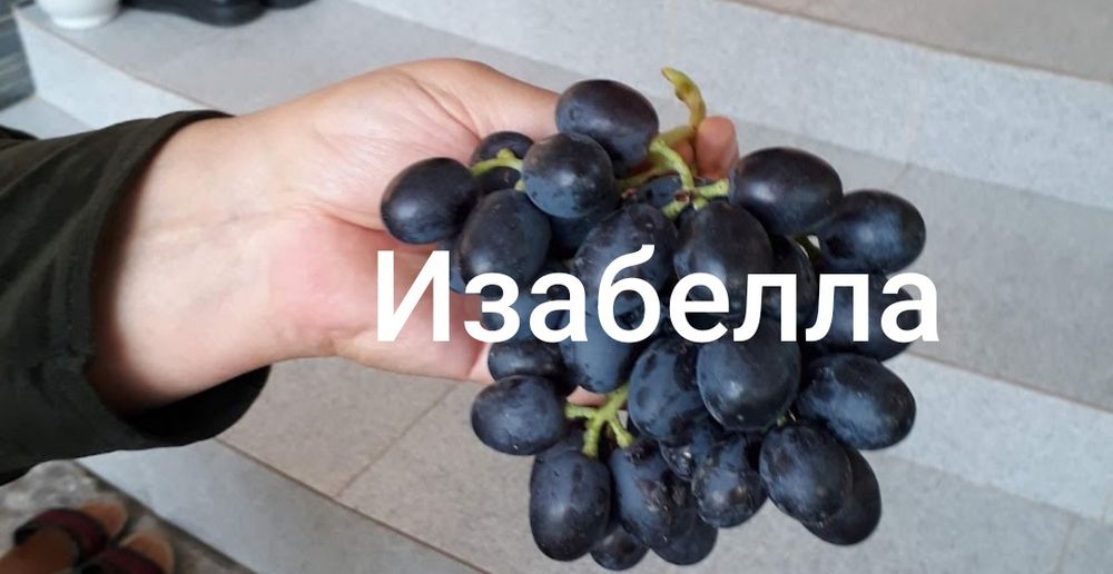 Продам саженцы винограда