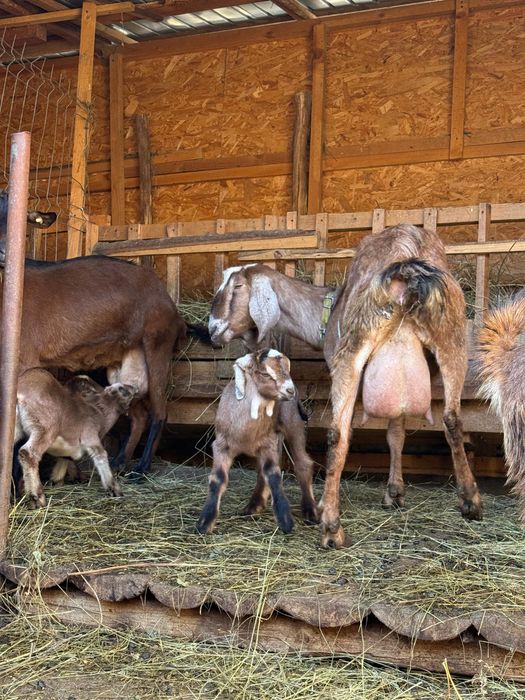 Capra rasa Alpin Francez si Anglo-nubian