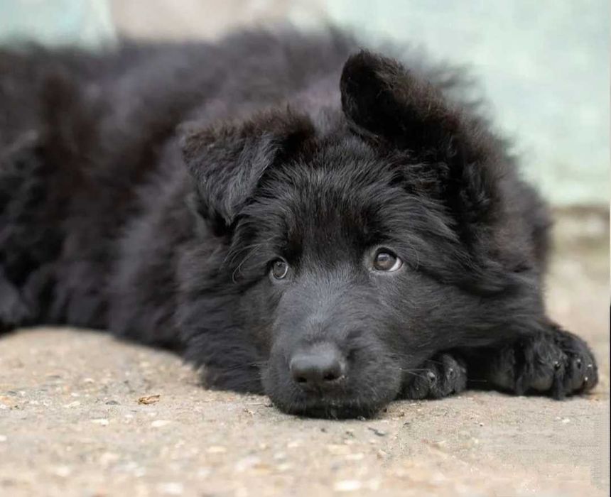 Немецкая овчарка щенки продам