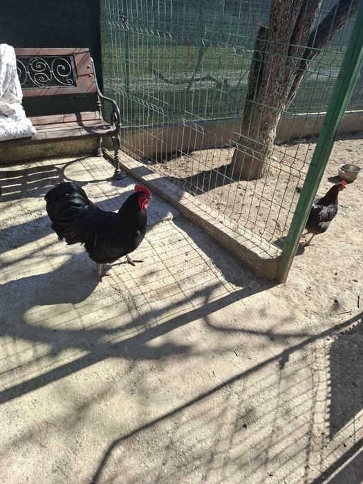 Cocoși de rasa Austrolorp