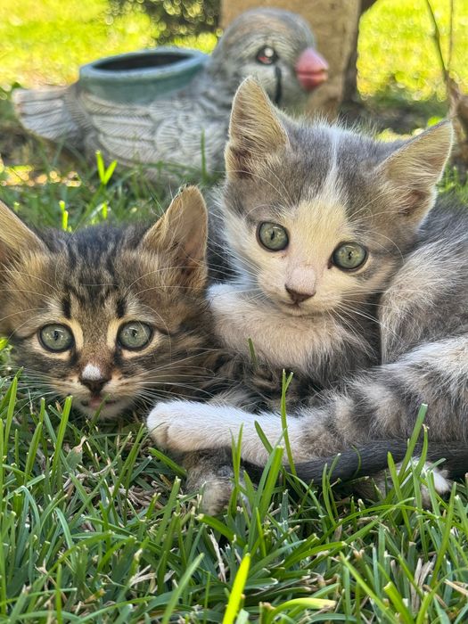 Подаряват се две котенца