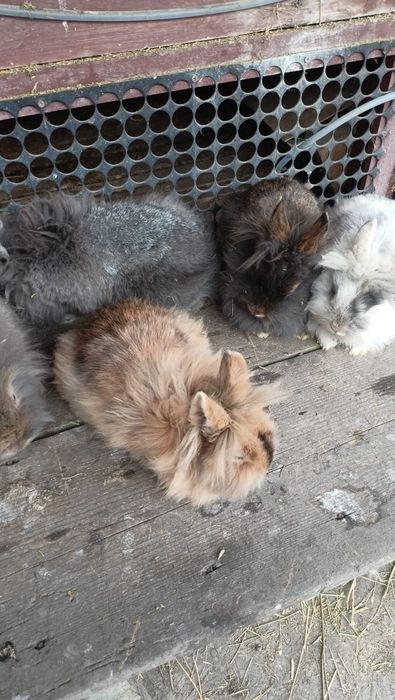 Vând iepuri pitici  cap de leu diferite culori
