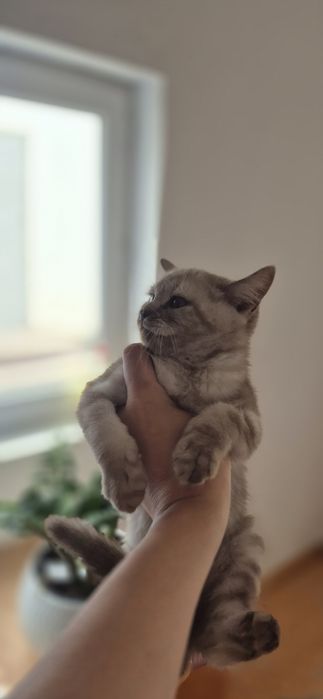 Котёнок парода британский