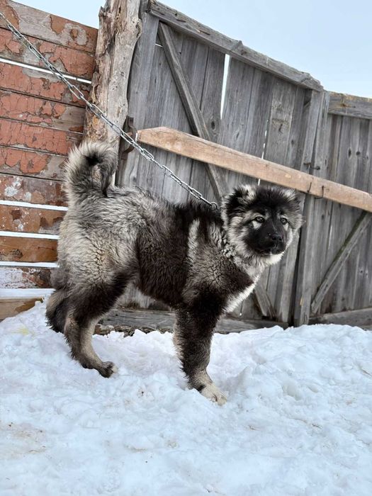 Щенок кавказской овчарки девочка